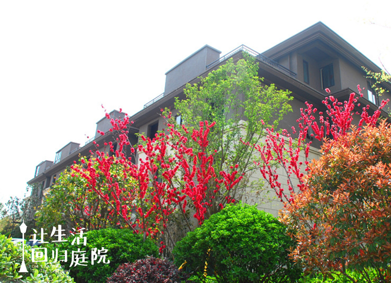 前后张望南阳50年：这样的天井，很难再有了！